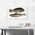 thumbnail image 2 of ARTCANVAS Vintage Illustration Of Puddingwife Carolina Whiting Canvas Art Print by Mark Catesby - Size: 26" x 18" (0.75" Deep), 2 of 9