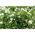thumbnail image 3 of RedCrocus 4 Luck Red Stripe Clover &ndash; Variegated Ground Cover, Border Plant, Pollinator Attractor, Deer Resistant, Container & Garden Use  4.5" Pot (Pack of 5), 3 of 14