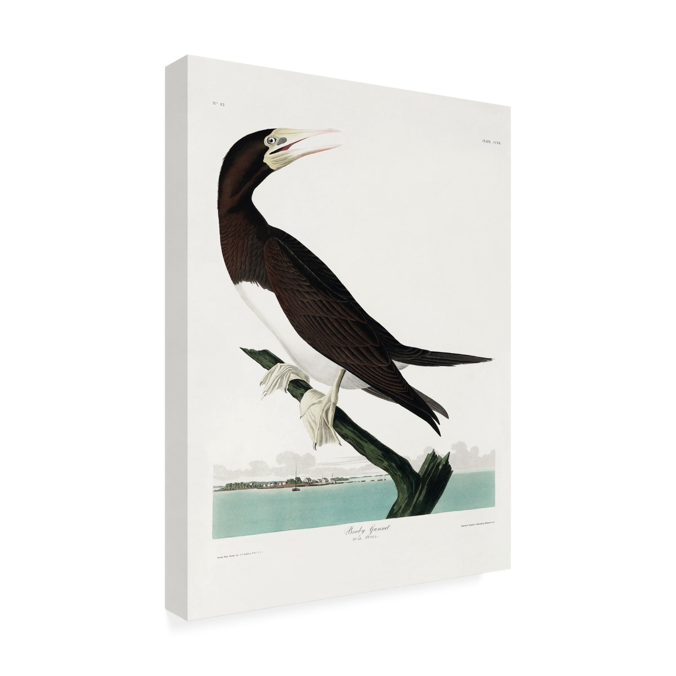 Trademark Fine Art Pictufy Booby Gannet From Birds of America 1827 Canvas Wall Art