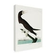 thumbnail image 4 of Trademark Fine Art Pictufy Booby Gannet From Birds of America 1827 Canvas Wall Art, 4 of 4