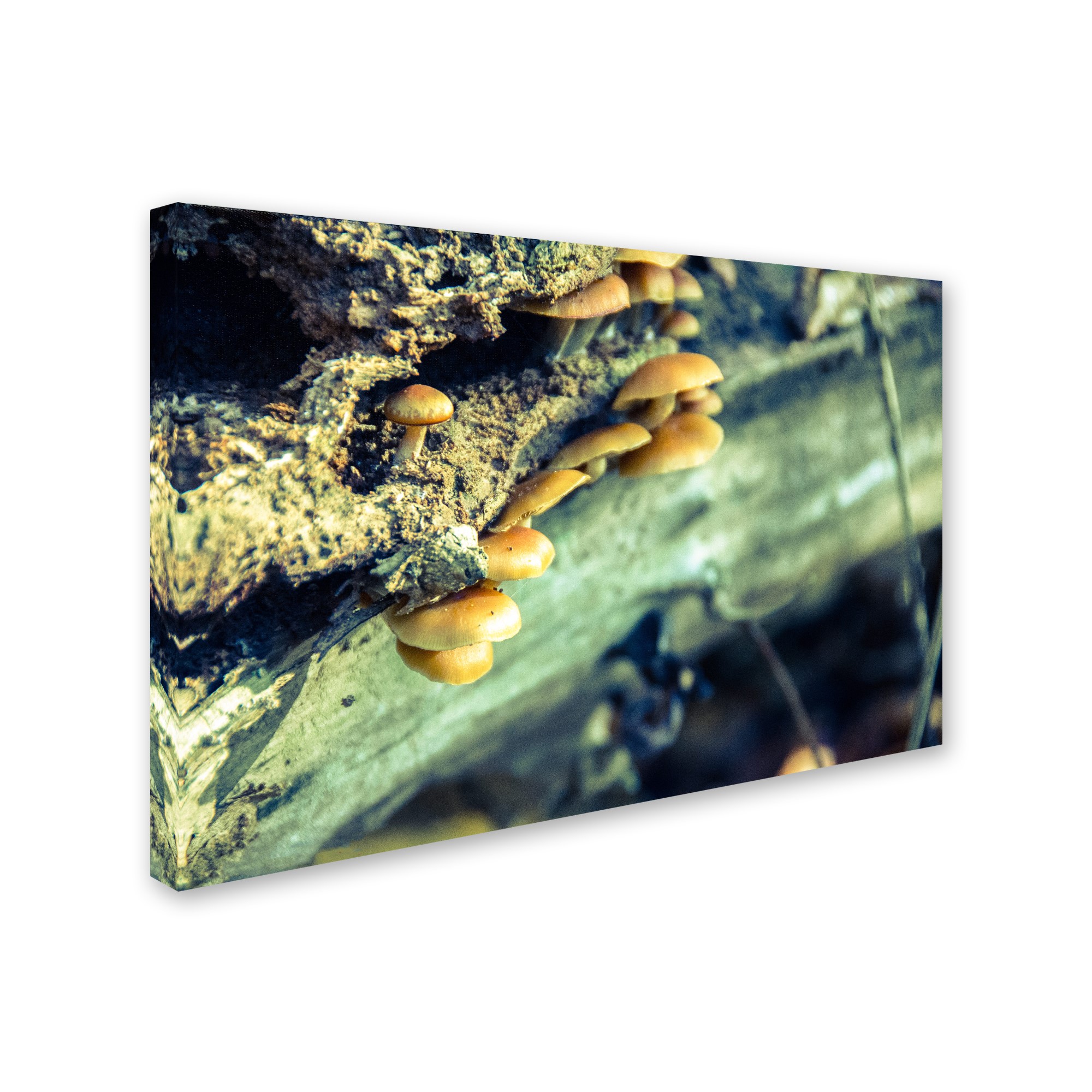 Trademark Fine Art 'Aged Mushroom' Canvas Art by PIPA Fine Art