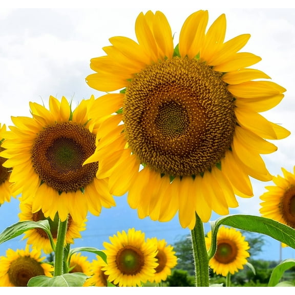 Large Mammoth Grey Stripe Sunflower Seeds for Planting (Helianthus annuus) These Giant Sun Flowers Attract Hummingbirds, Bees and Butterflies (Pollinators) Bulk (1,000 Seeds)