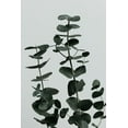 thumbnail image 2 of 1x Studio III 23x32 White Modern Wood Framed Museum Art Print Titled - Eucalyptus Natural 11, 2 of 4
