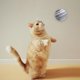 thumbnail image 5 of Juguete interactivo para gatos, pelota para gatitos con colores brillantes y ejercicio saludable, 9 Uds., 5 of 5