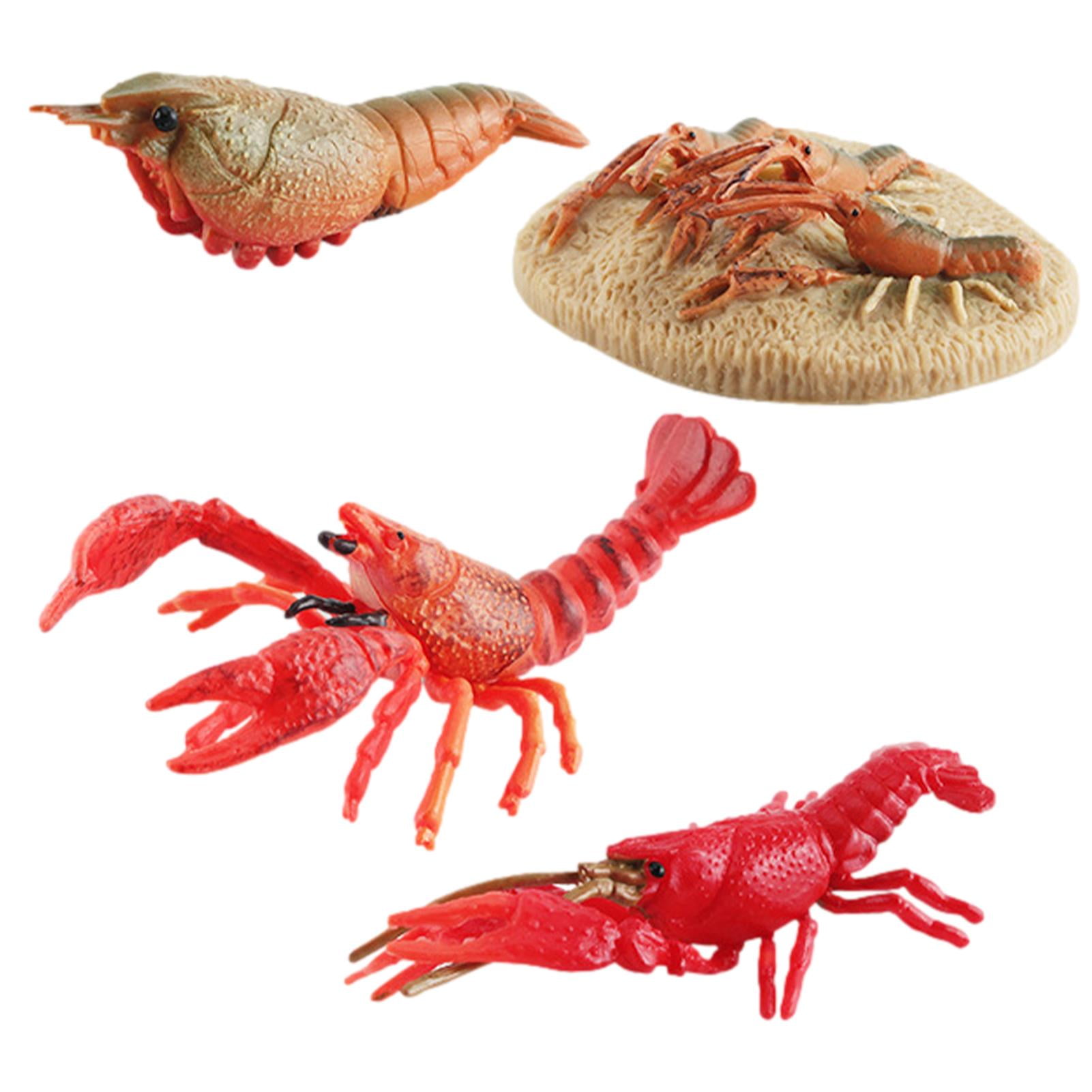Animal Life Cycle Crayfish Life Cycle Stages Sea Creatures Toys For