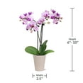 thumbnail image 6 of Just Add Ice Live Plant 6-10" Tall Mini Pink Purple Orchid in 2.5" Decorative Fiber Clay Pot, 6 of 6