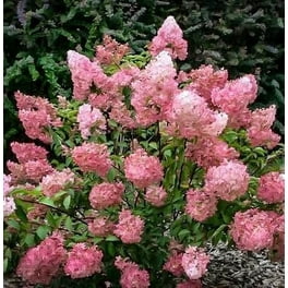 Brighter Blooms - Vanilla Strawberry Hydrangea Tree, 4-5 ft Brighter Blooms - Vanilla Strawberry Hydrangea Tree, 4-5 ft