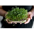 thumbnail image 3 of Back to the Roots Organic Microgreens Grow Kit, Green Mighty Mix, 3 of 10