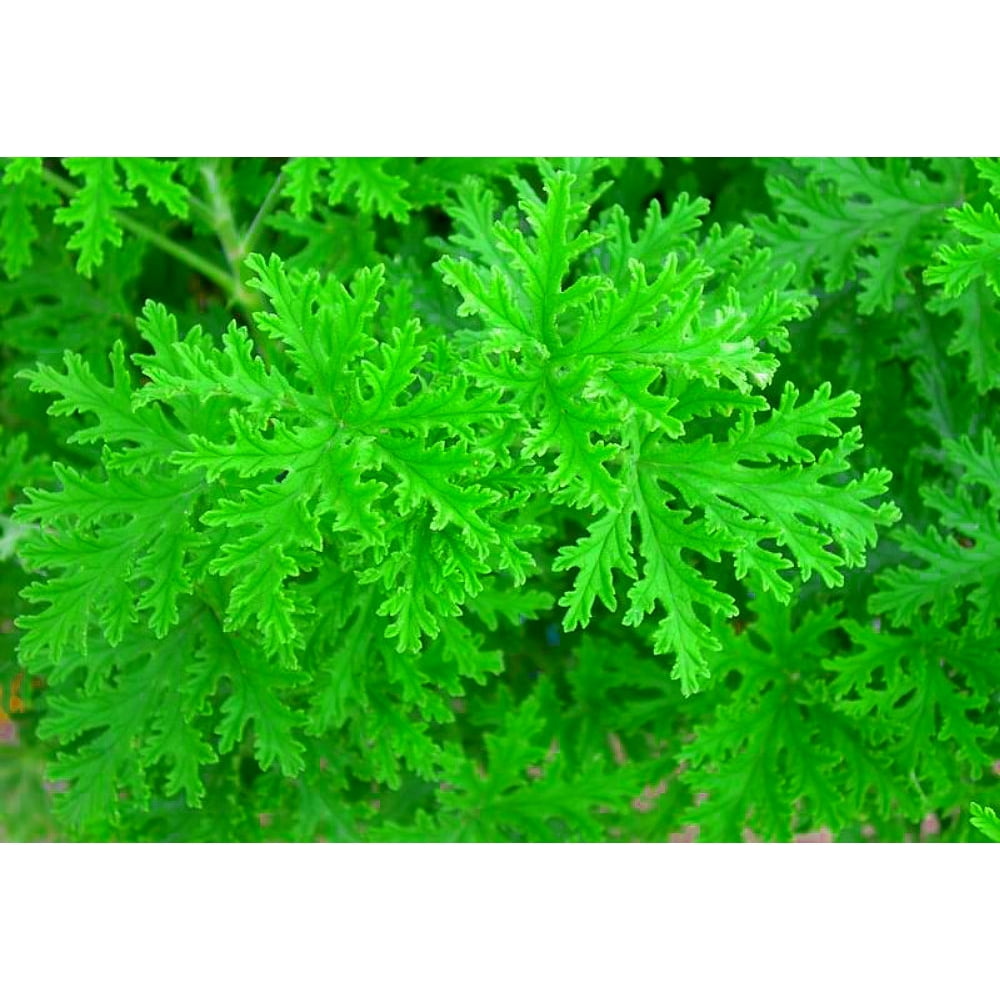 Citronella Mosquito Plant Pelargonium Van Leenii 2.5 Citronella Mosquito Plant Pelargonium Van Leenii 2.5