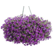 10 in. Laguna Ultraviolet Mono Hanging Basket (Lobelia) Live Plant, Purple Flowers