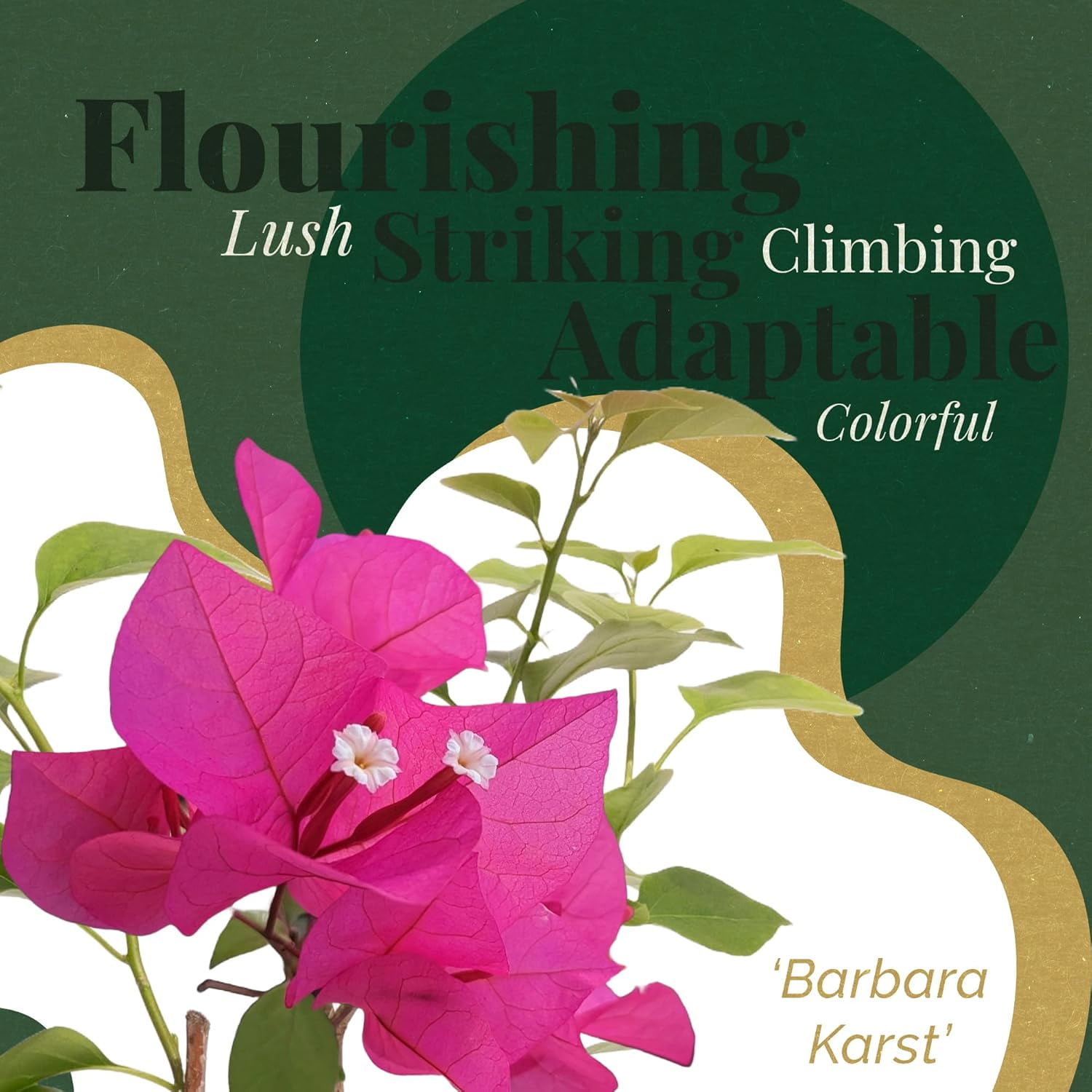 3 Barbara Karst Bougainvillea, Live Plants – Thriving in 2.5” Nursery Cubes – Stunning Red-Magenta Blooms, Versatile as a Vine or Shrub