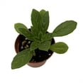 thumbnail image 2 of Charley Asian Violet - Primulina - House Plant - 2.5" Pot, 2 of 2