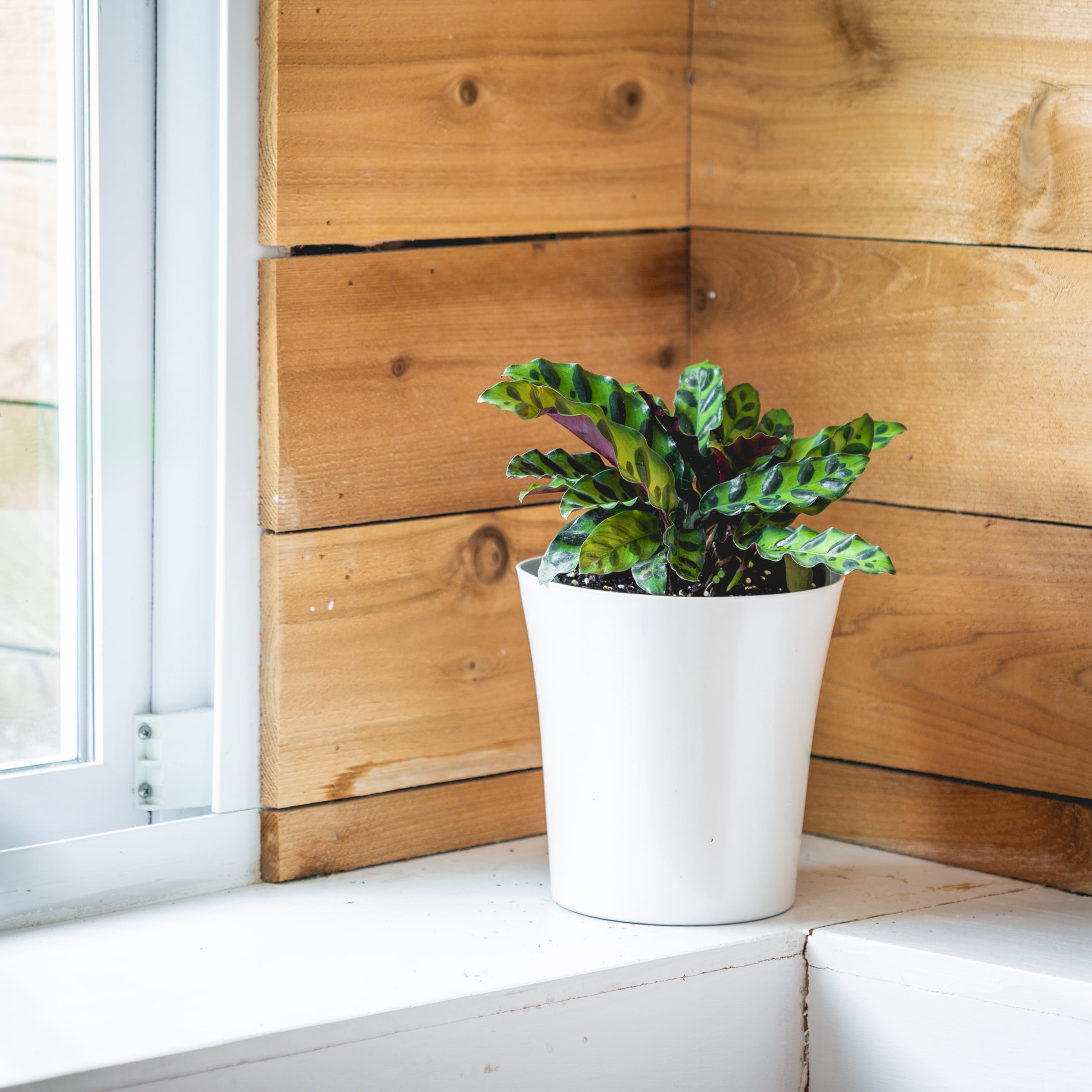 Plant with Purpose 4 in. Calathea Lancifolia Live Houseplant with Bright Indirect Sunlight - 3 Piece