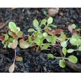 “Mesclun Mix” Salad Green OIF8 Seeds FastGrowing LettuceFree Salad