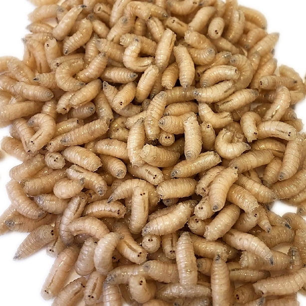 Speedy Worm Live White Spikes 1000 Count / Fishing Bait, Reptile