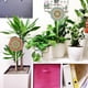 thumbnail image 1 of Cuadros Decorativos 3D DIY diamante jardín plantas decorativas juego Rhinestone artesanía césped decoración Stickv Ehuebsd Nuevos Originales, 1 of 8