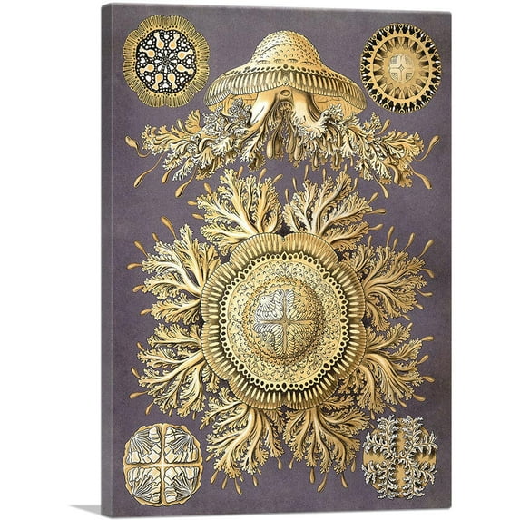 ARTCANVAS Discomedusae 1904 Canvas Art Print by Ernst Haeckel - Size: 40" x 26" (0.75" Deep)