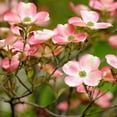 thumbnail image 4 of Cherokee Brave Dogwood Live Tree – 2 Gallon, 4 of 6
