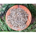 thumbnail image 5 of Dill Seeds, 1 Pound — Kosher, Raw, Vegan — by Food to Live, 5 of 8