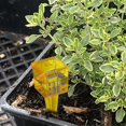 thumbnail image 5 of 10 Pack 1.5" Rain Gauge/sprinkler Gauge, Wide Mouth, Bright Yellow Outdoor Water Measuring Tool Lh-1 - XC, 5 of 5