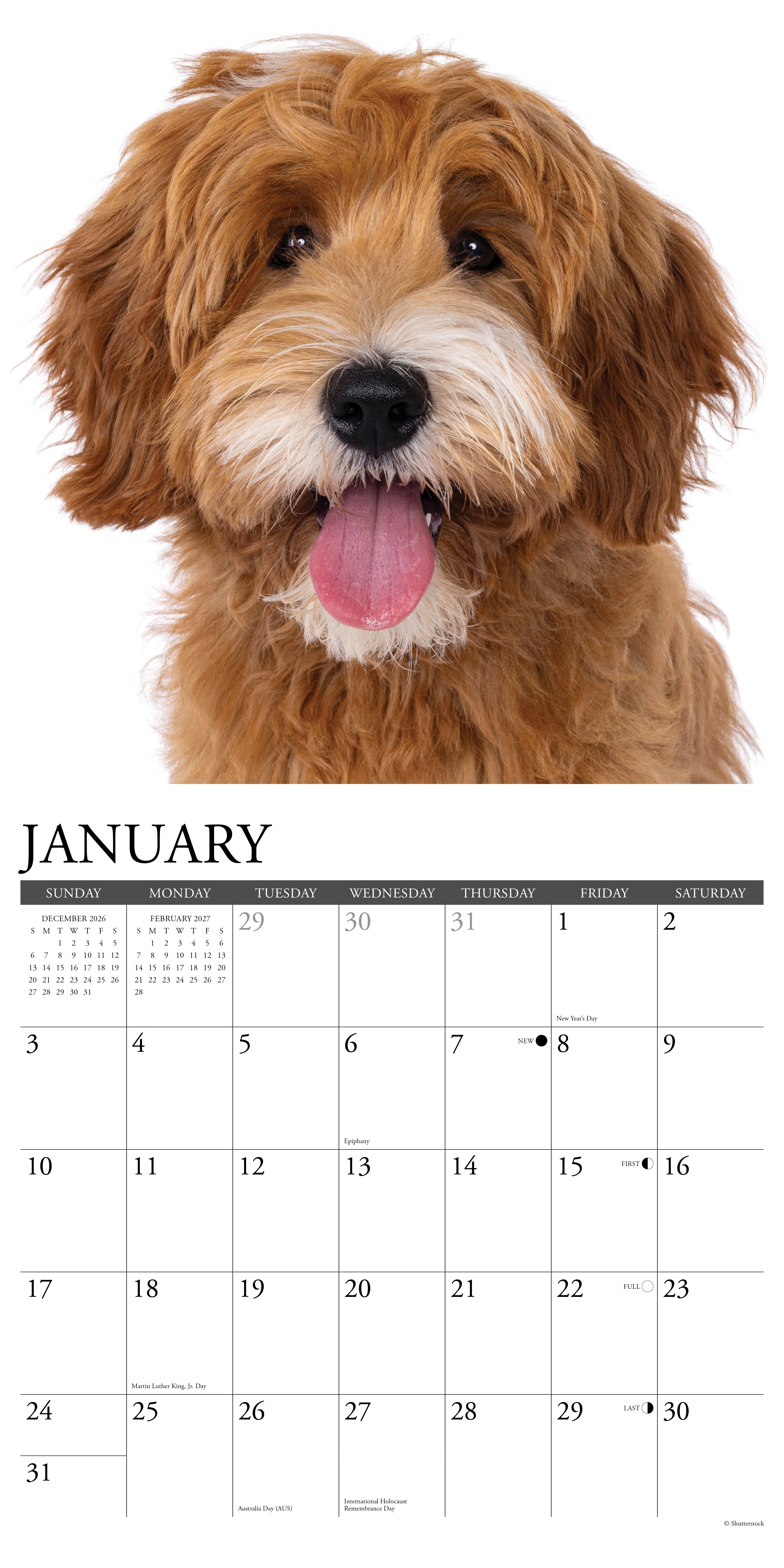 Willow Creek Press, Labradoodles 2027 Wall Calendar