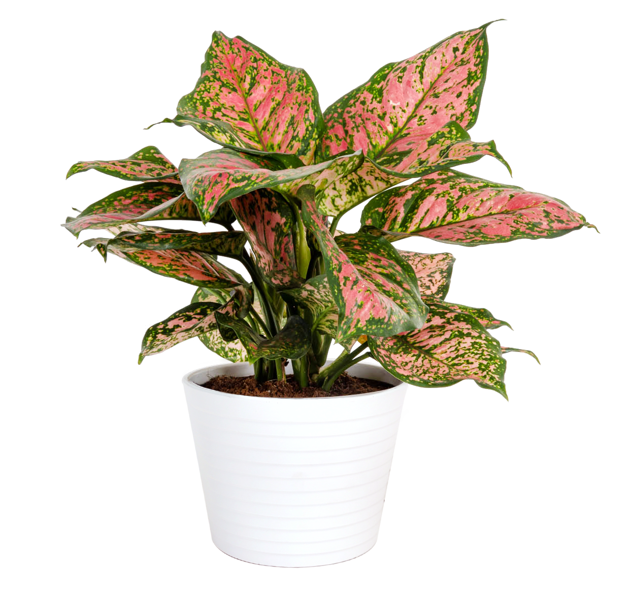 Costa Farms Live Indoor 14in Tall Trending Tropicals Red Aglaonema Indirect Sunlight Plant In