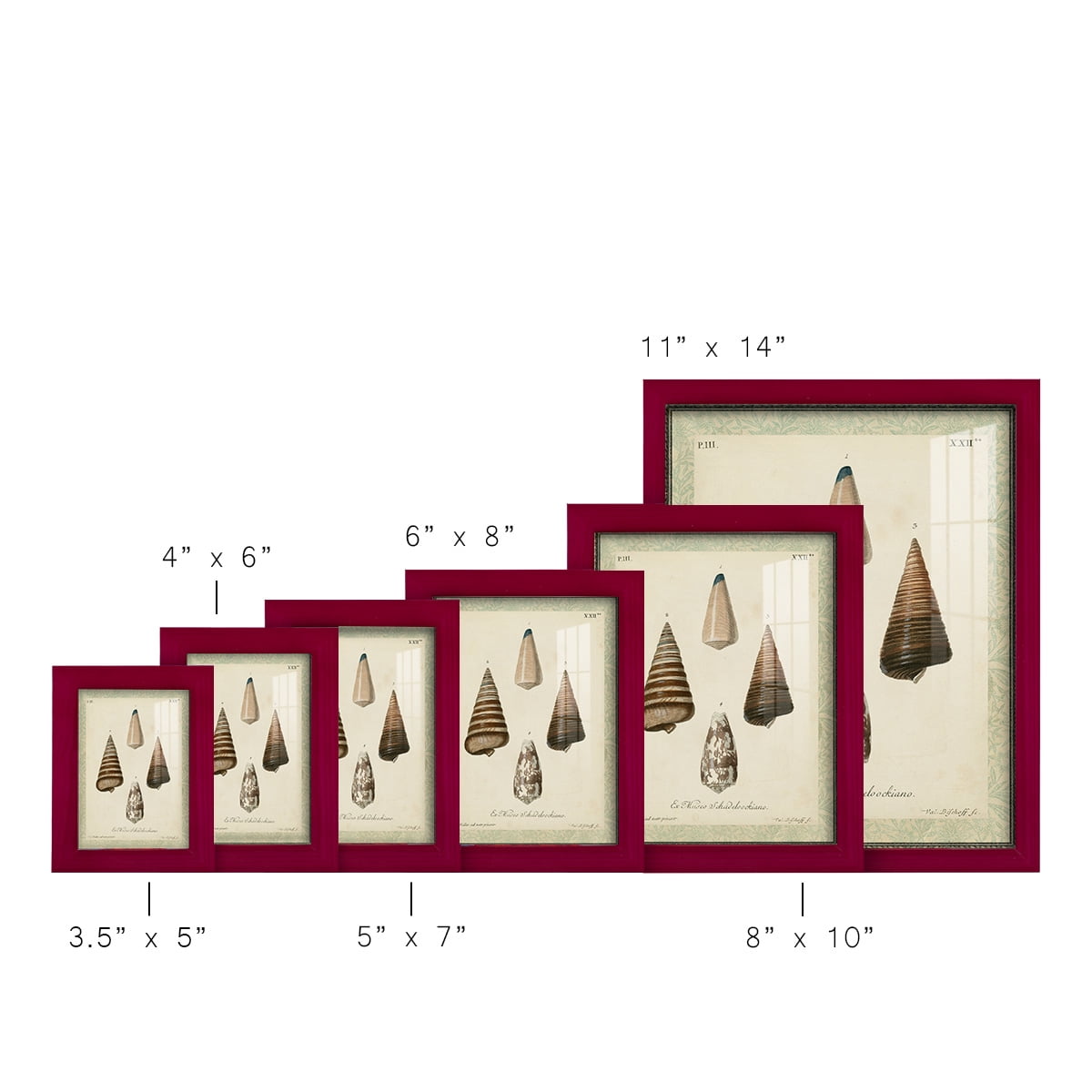 Bookplate Shells VI - Framed Print w/glass - Cherry Red