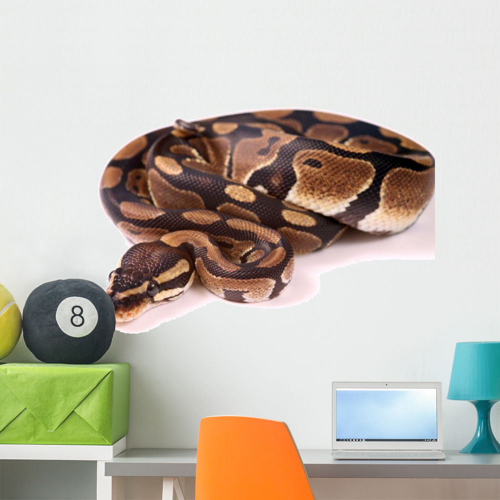 Royal Python Wall Decal by Wallmonkeys Peel and Stick Graphic (36 in W ...