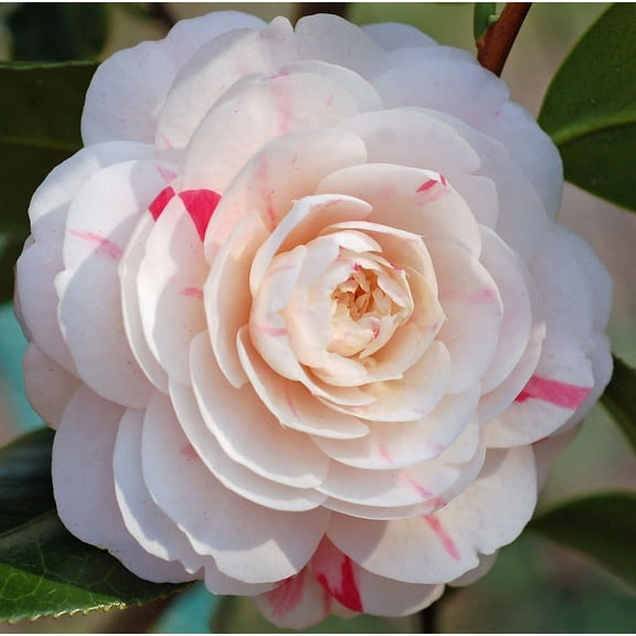( 1 ) - April Dawn Camellia Japonica ( Zone 6 ) - Starter Plant ( 4L ) ( 1 live plant )