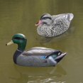 thumbnail image 2 of Modèles Réalistes de Canard Colvert Que les Amateurs de Chasse Adorent comme Leurres et Ornements, 2 of 8