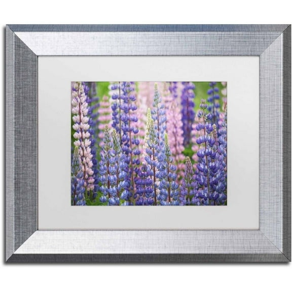 Trademark Fine Art 'Blue Pink Lupine Flowers' Canvas Art by Cora Niele, White Matte, Silver Frame
