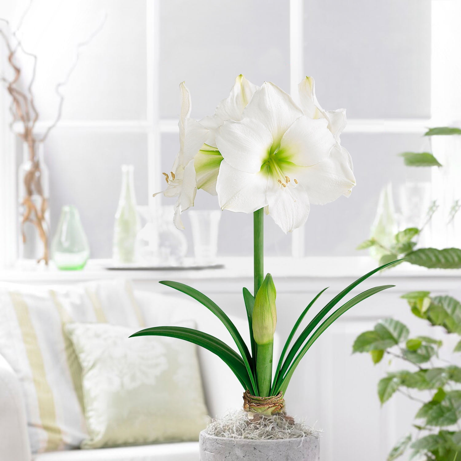 Garden State Bulb White Christmas Amaryllis Flower Bulb, 28/30cm (Bag of 3)