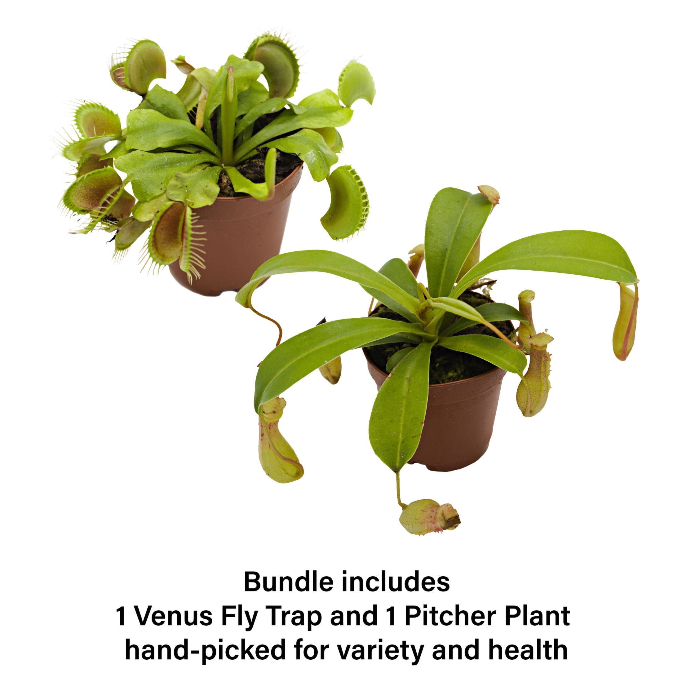 ReptiCulture Carnivorous Plant Bundle