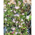 thumbnail image 4 of Sandys Nursery Online Serissa Foetida, Fairy Pink Flower, 4 Inch Pot, 4 of 5