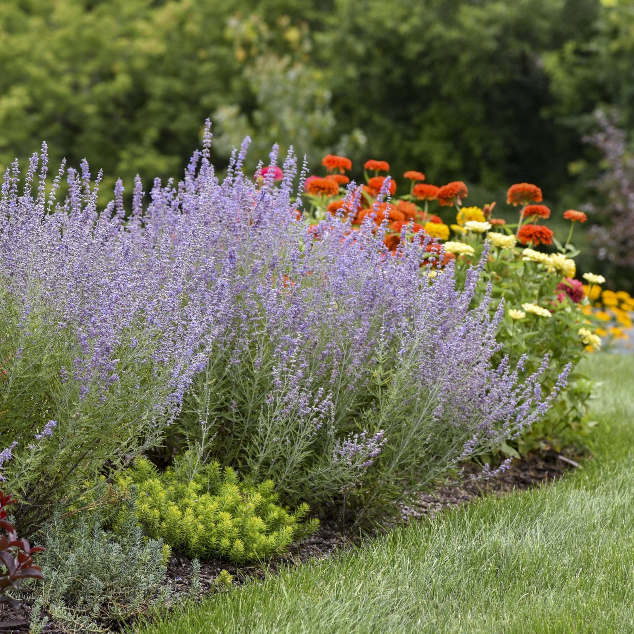 Proven Winners 6" Blue 'Denim 'n Lace' Russian Sage Live Plant in 6.5" Pot