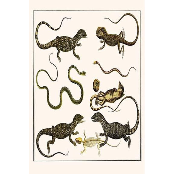 Monitors from Indonesia, Agama from Sri Lanka, Lizards, Anoles & Snakes-Fine Art Canvas Print (20" x 30")