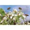 thumbnail image 6 of Animals in Photographs Bees: Heroes of the Garden, (Hardcover), 6 of 6