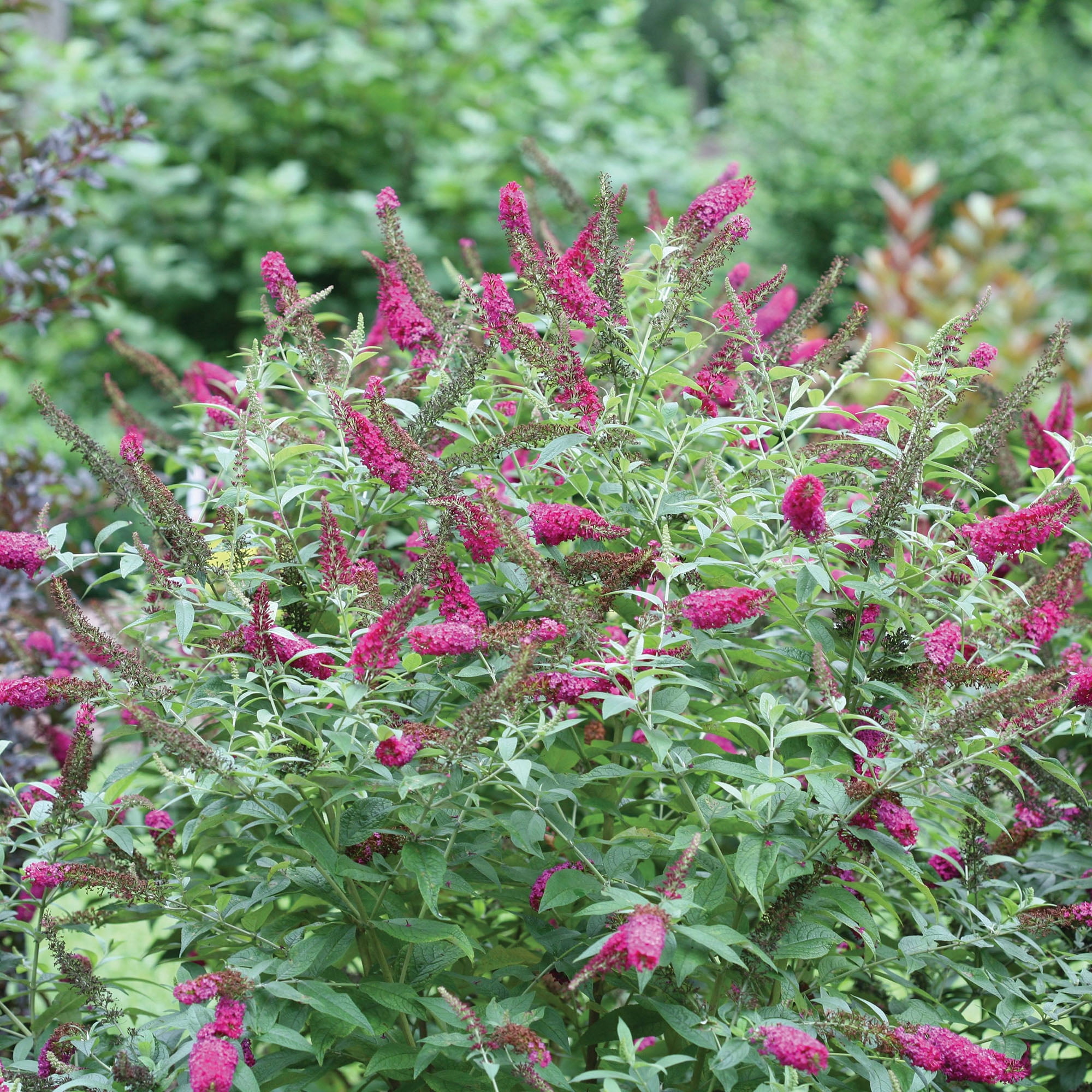 Proven Winners ColorChoice Miss Molly Buddleia Live Shrub (2 Gallon)