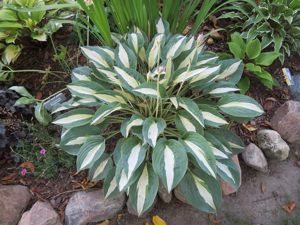 PinUp Girl Hosta 4" Pot