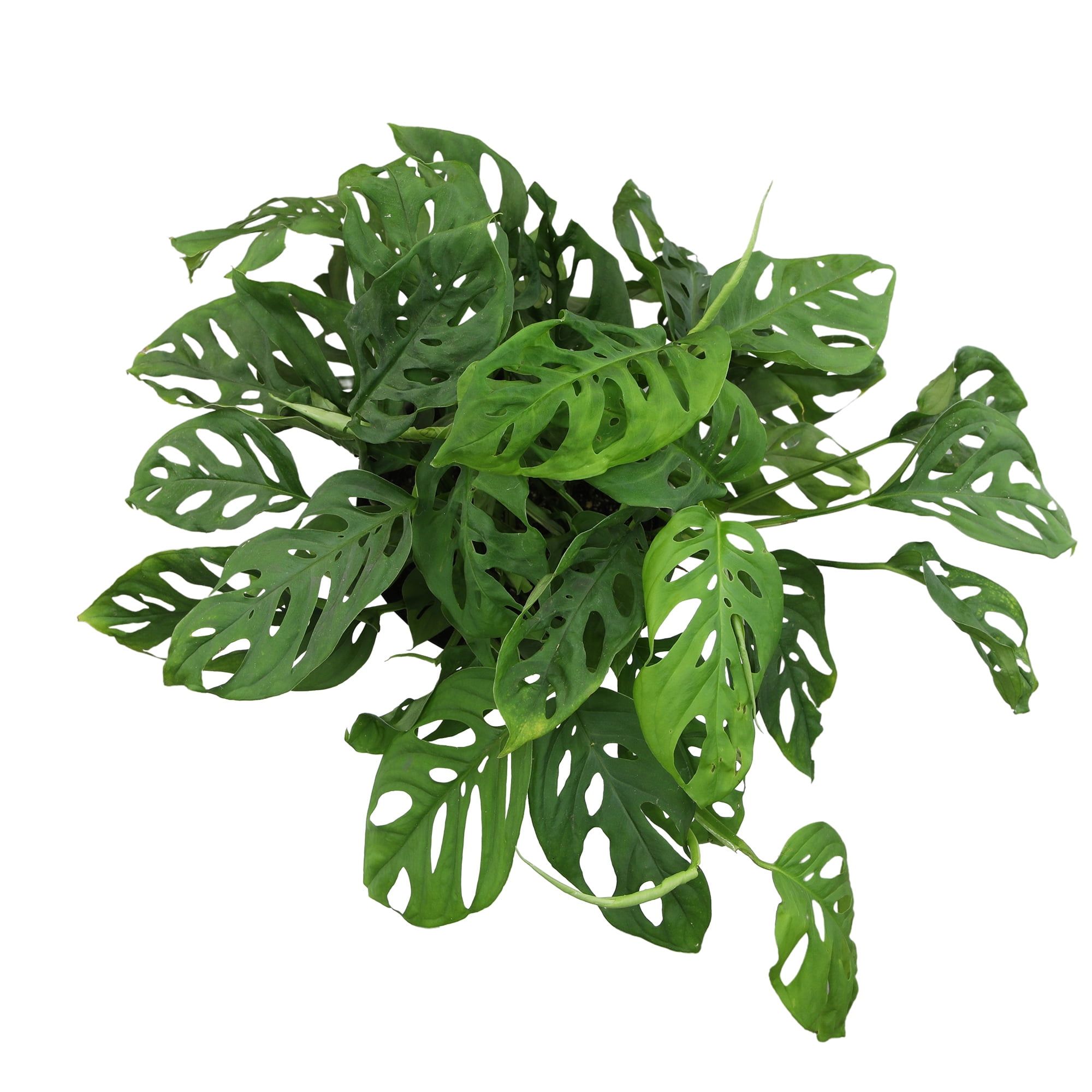 Swiss Cheese Plant (Monstera) Houseplant | 6in Decor Pot; Indirect Light | Element by Altman Plants