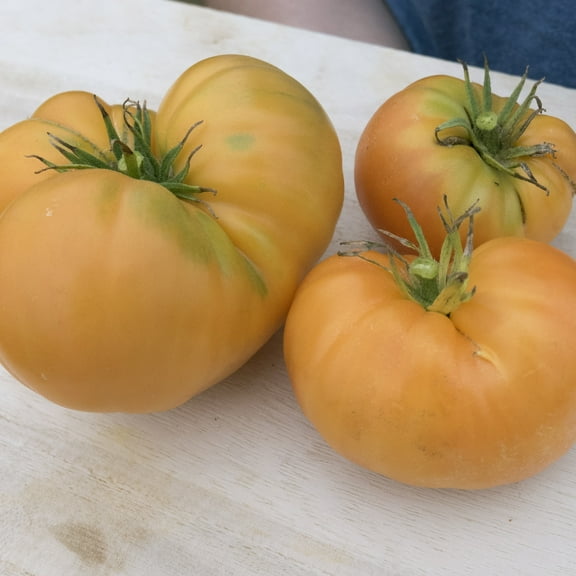 Organic Amana Orange Tomato Seeds - 1 Oz ~7500 Seeds - Non-GMO, Certified Organic, Heirloom - Vegetable Garden - Lycopersicon esculentum