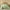 Light Green, variant on Davulos Reversible Twin Quilt Bedding Set with Pillow Sham Lightweight Quilts Twin Size Soft Bedspreads Bed Coverlets for All Seasons(Light Green, 68"x85")
