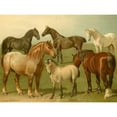 thumbnail image 3 of Volkers, Emil 24x19 Black Modern Framed Museum Art Print Titled - Horse Breeds II, 3 of 5