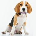 thumbnail image 5 of Soft & Comfy Bowtie Dog Collar, Detachable and Adjustable Bow Tie Collar,for Girl Female Small Medium Large Dogs with Cute Bowtie - Lilac velvet rose gold clasp, 5 of 6