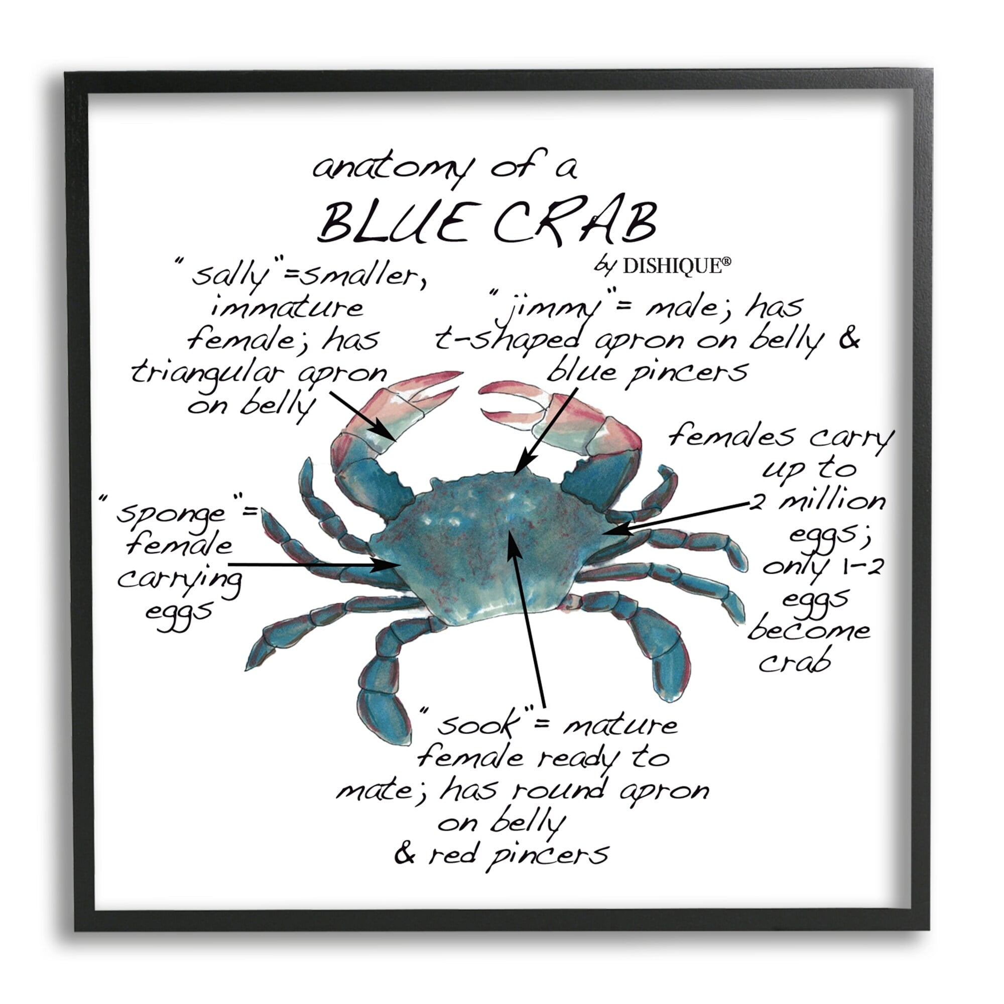 Stupell Industries Crab Anatomy Facts Educational Sea Life Diagram Graphic Art Black Framed Art Print Wall Art, Design by Dishique