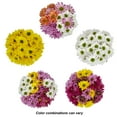 FreshCut Assorted Daisy Poms Flower Bunch, Minimum of 6 Stems, Colors