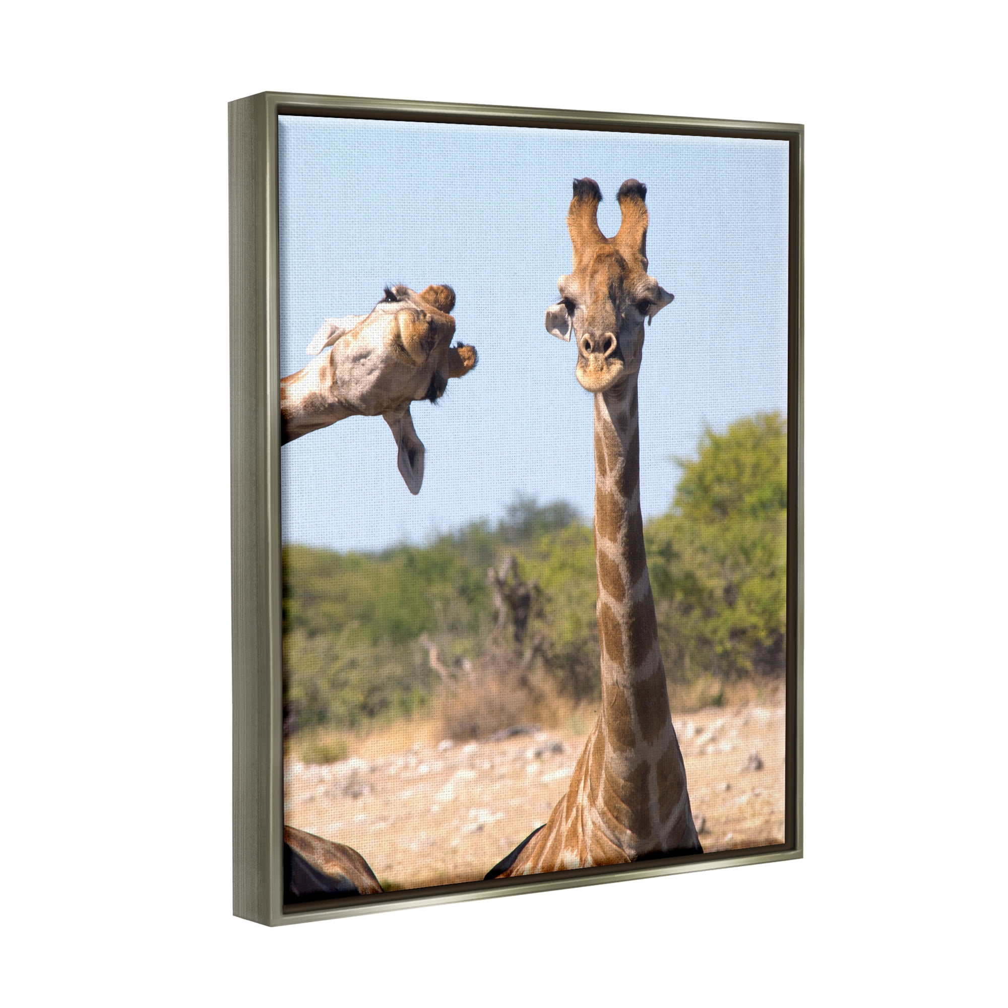 Stupell Industries Funny Photobomb Giraffes Animals & Insects Photography Gray Floater Framed Canvas Art Print Wall Art, 17 x 21