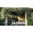 thumbnail image 2 of Star Jasmine  10 Live Plants  Trachelospermum Jasminoides  Fragrant Blooming Evergreen Vine, 2 of 9