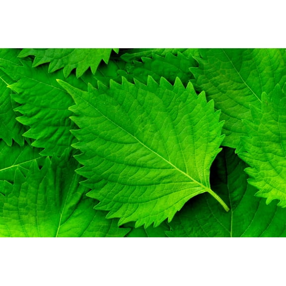 Green Shiso Seeds for Planting (200  Seeds) Tangy Japanese Herb, Sushi Bar, Asian Heirloom, Cool Weather, Fragrant and Delicious - Perilla frutescens VAR. crispa
