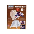 thumbnail image 2 of ZM71308 - HUMAN EAR ANATOMY MODEL KIT LINDBERG UNASSEMBLED, 2 of 3